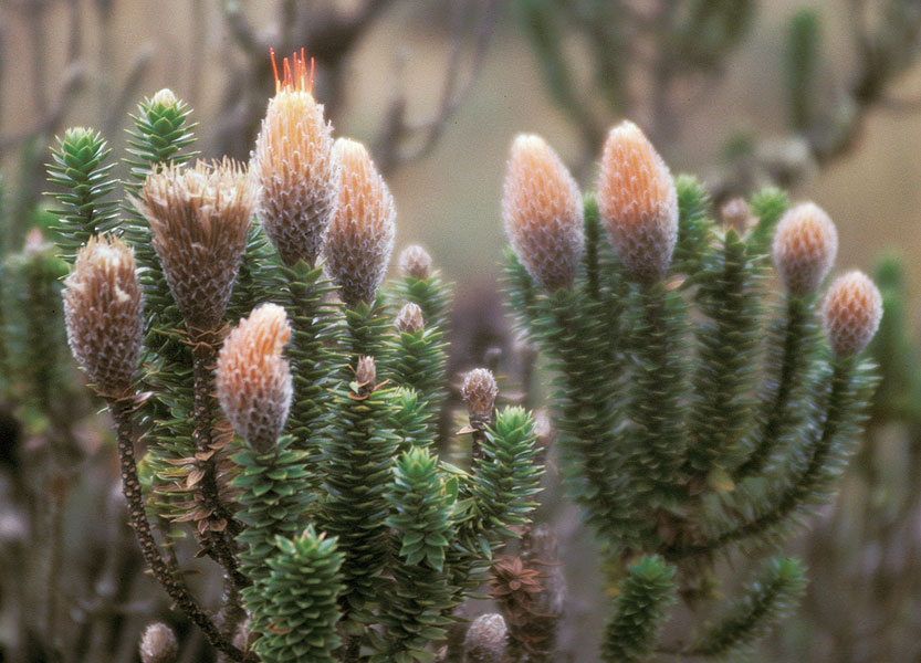 Chuquiraga shrubs