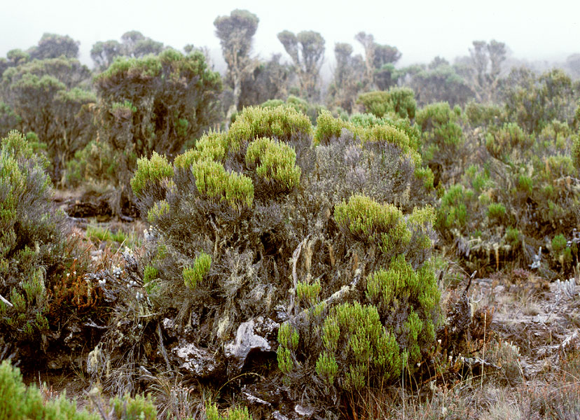 Erica sp.