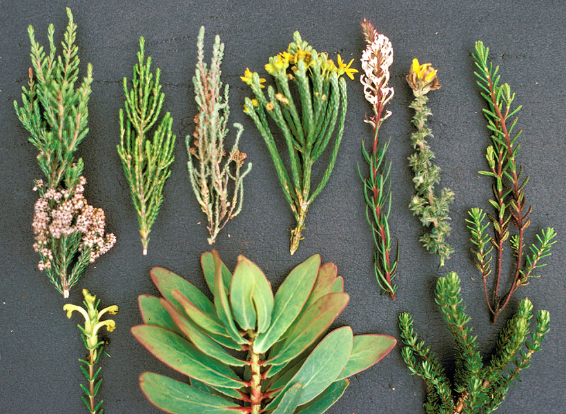 tree shoots