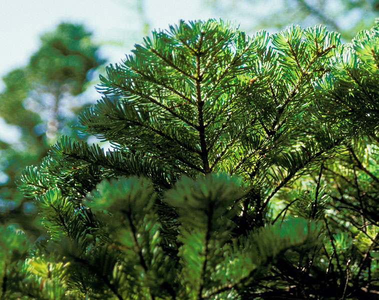 Abies veitchii
