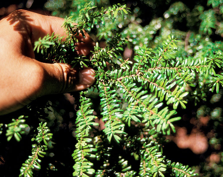 Tsuga diversifolia