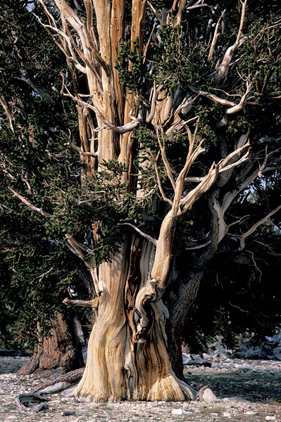 Pinus aristata