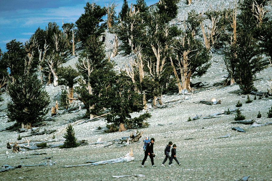 White Mountains of California