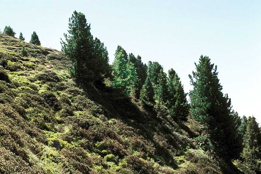 Mount Patscherkofel
