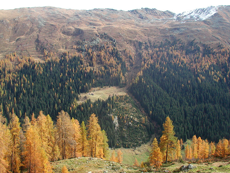 treeline near Davos