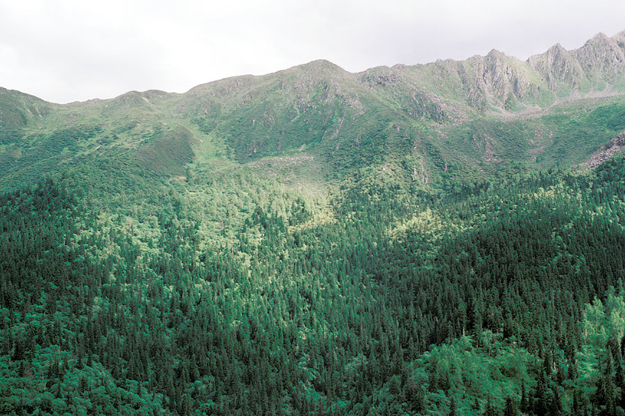 Picea asperata, Abies faxaniana, Larix kaempferi