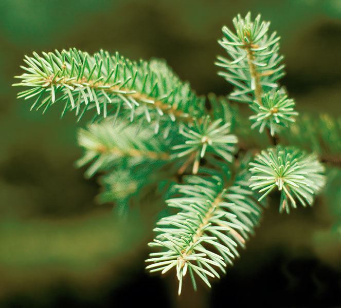 Abies faxaniana