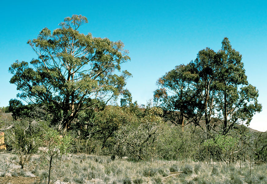 Eucalyptus sp.