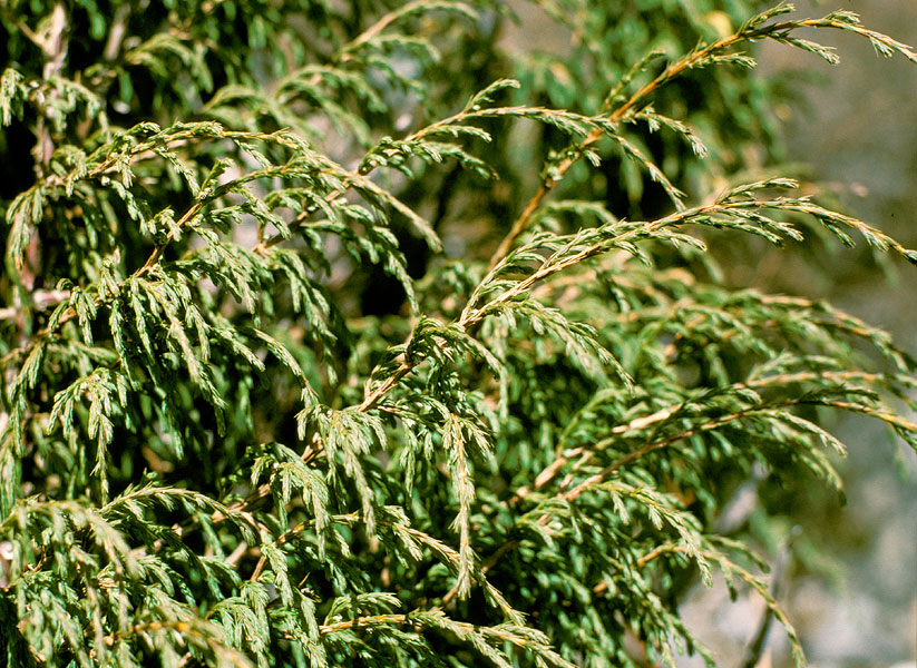 Juniperus