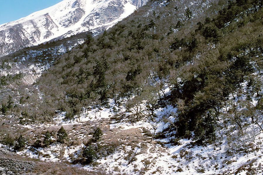 Betula utilis