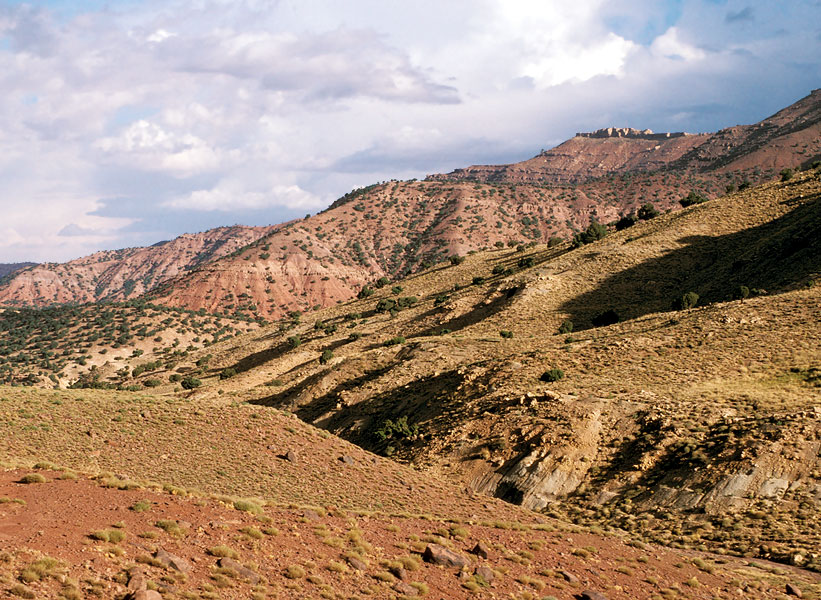 remnants of the juniper treeline forest