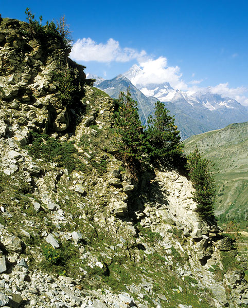 Pinus cembra patches