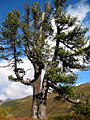 Pinus cembra