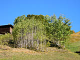 Populus tremuloides