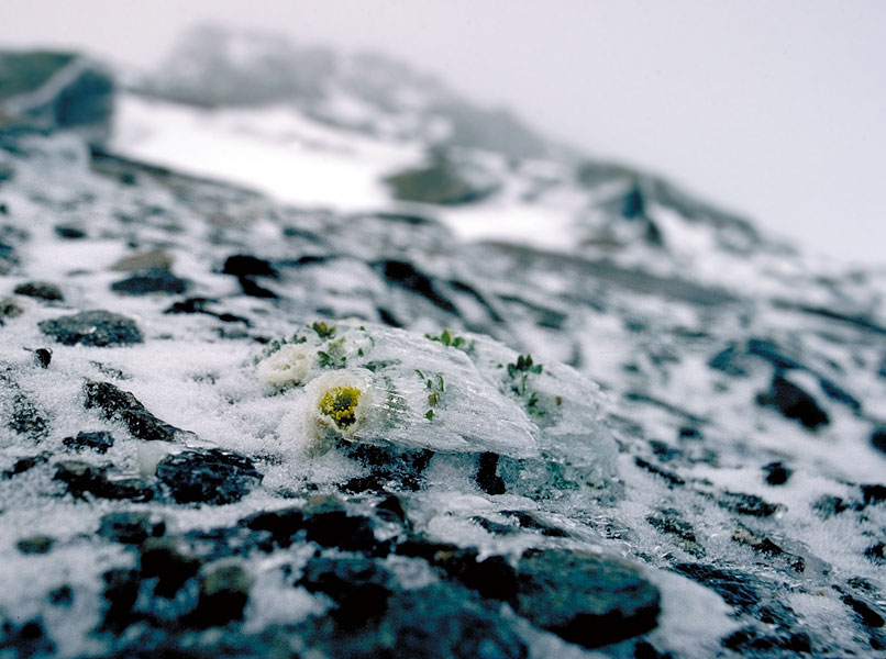 Ranunculus glacialis