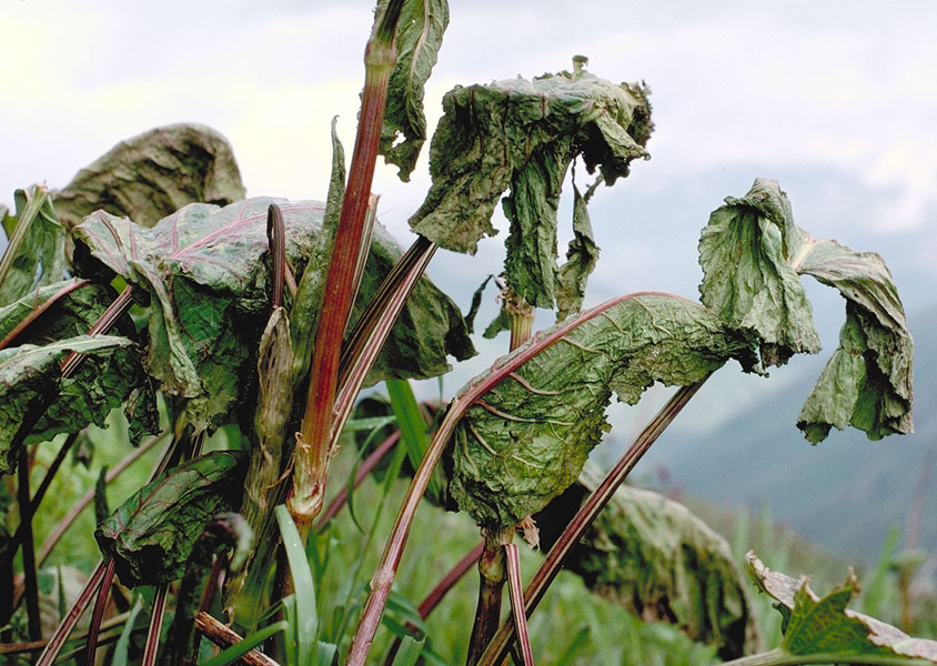 Rumex alpinus