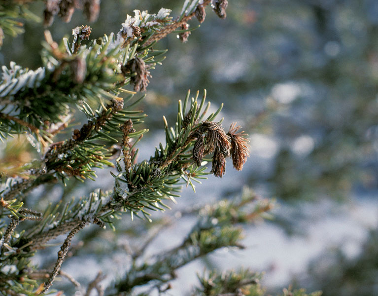 Picea abies