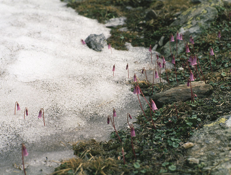 Habitat selection