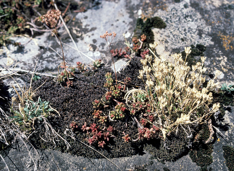 Climatic hotspots in the Alpine