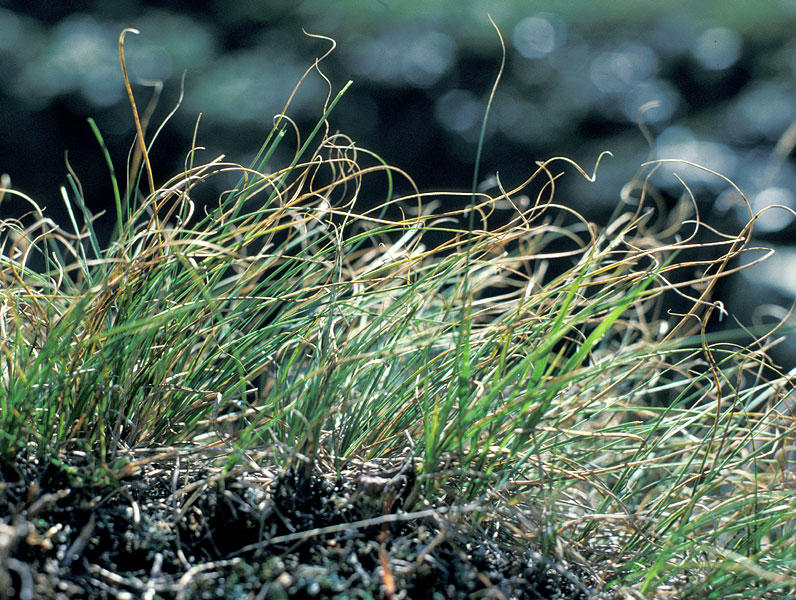 Carex curvula