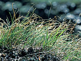 Carex curvula