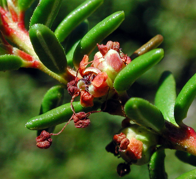 Empetrum nigrum