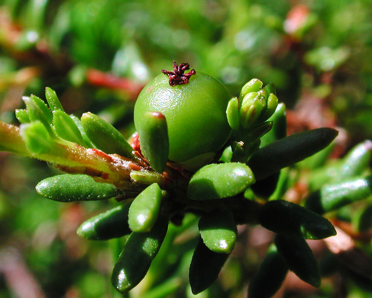 Empetrum nigrum