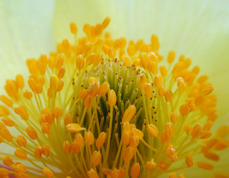 Pulsatilla alpina