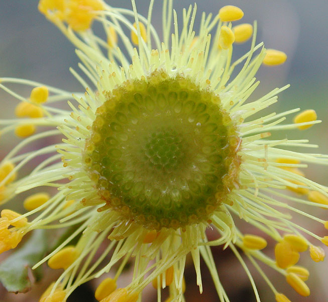 Pulsatilla alpina