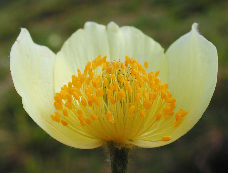 Pulsatilla alpina