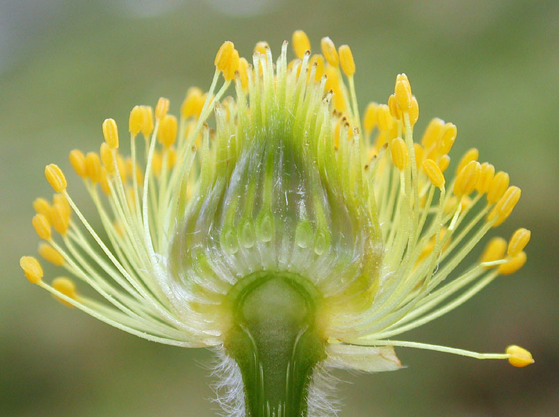 Pulsatilla alpina