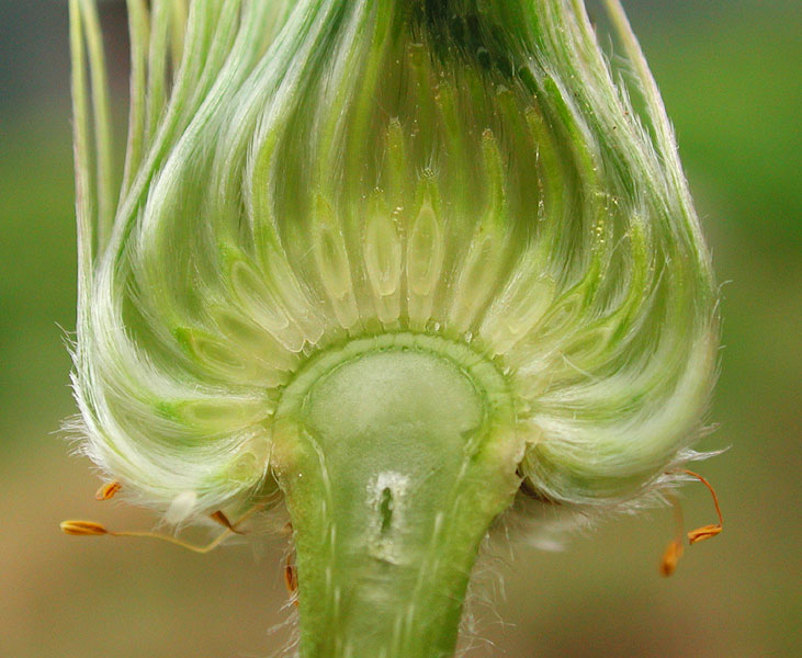 Pulsatilla alpina