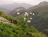 Pulsatilla alpina