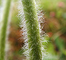 Pulsatilla alpina