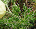 Pulsatilla alpina