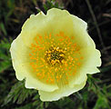 Pulsatilla alpina