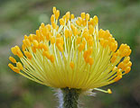 Pulsatilla alpina