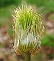 Pulsatilla alpina