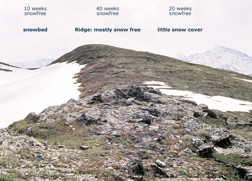 Snow pack controls length of growing period