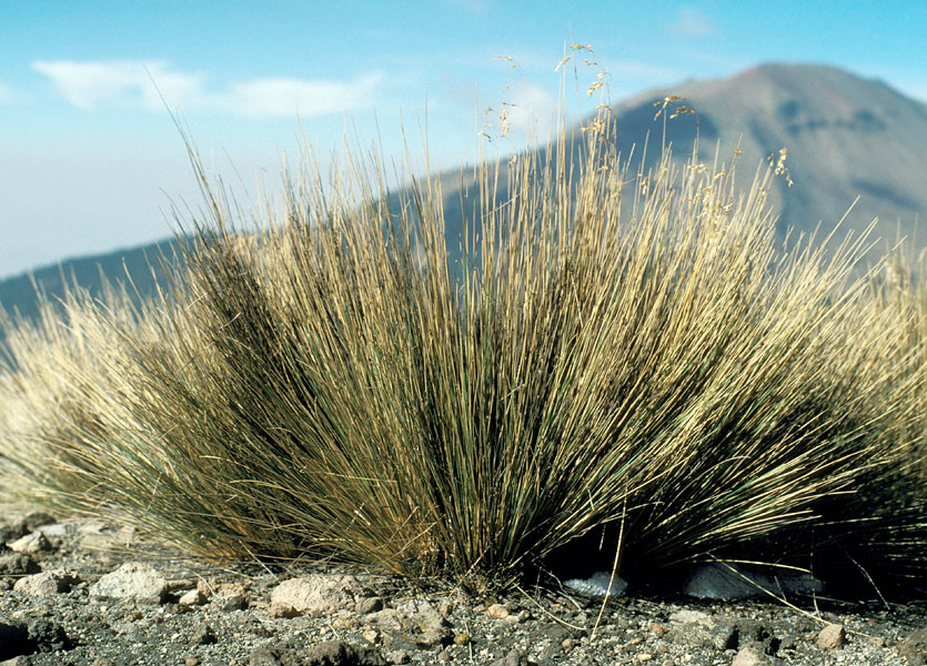 Tropical tussocks, Mexico