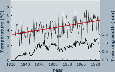 Tree ring widths