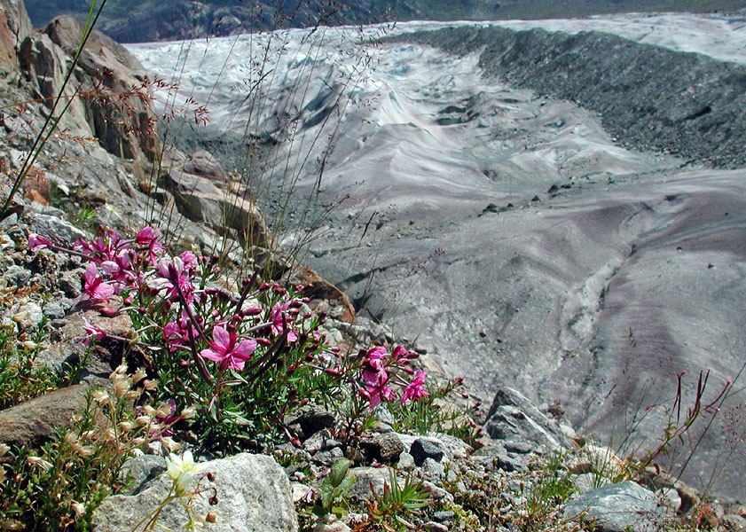 Pioneer plant species