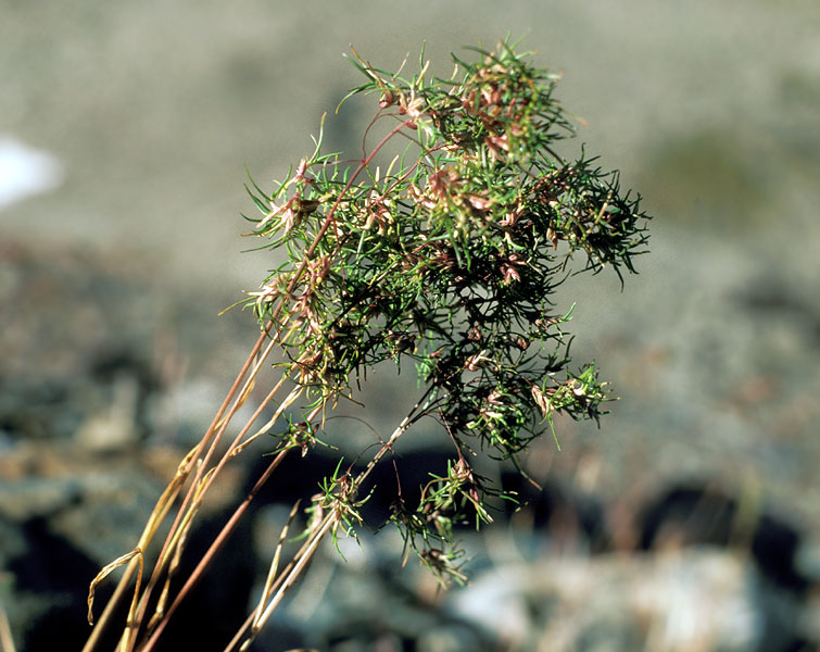 Poa alpina