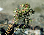 Poa alpina