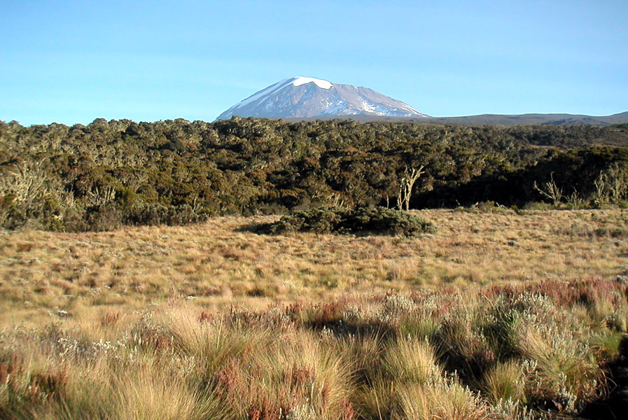 Kilimanjaro