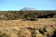 Kilimanjaro