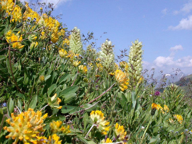 meadow