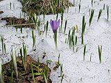 Crocus albiflorus