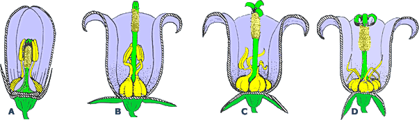 Campanula