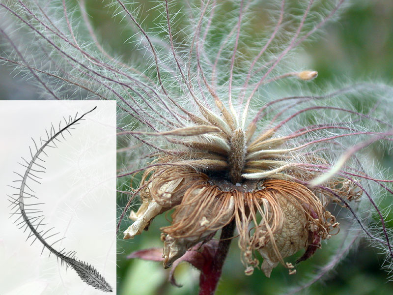 seeds